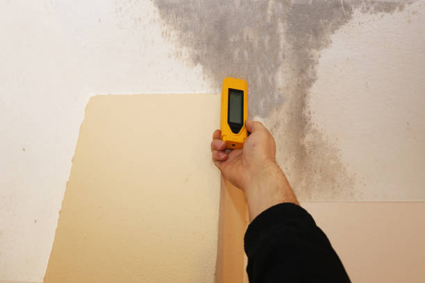Mold Odor Removal Services in Silver Springs Shores, FL