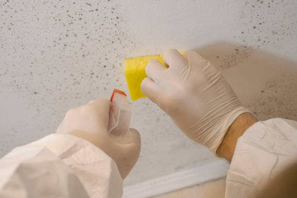 Best Mold Damage Restoration  in Silver Springs Shores, FL