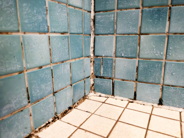 Best Black Mold Removal  in Silver Springs Shores, FL