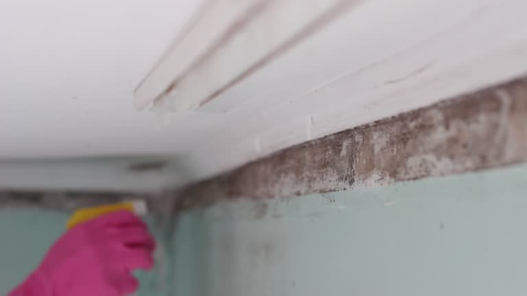 Best Airborne Mold Testing  in Silver Springs Shores, FL
